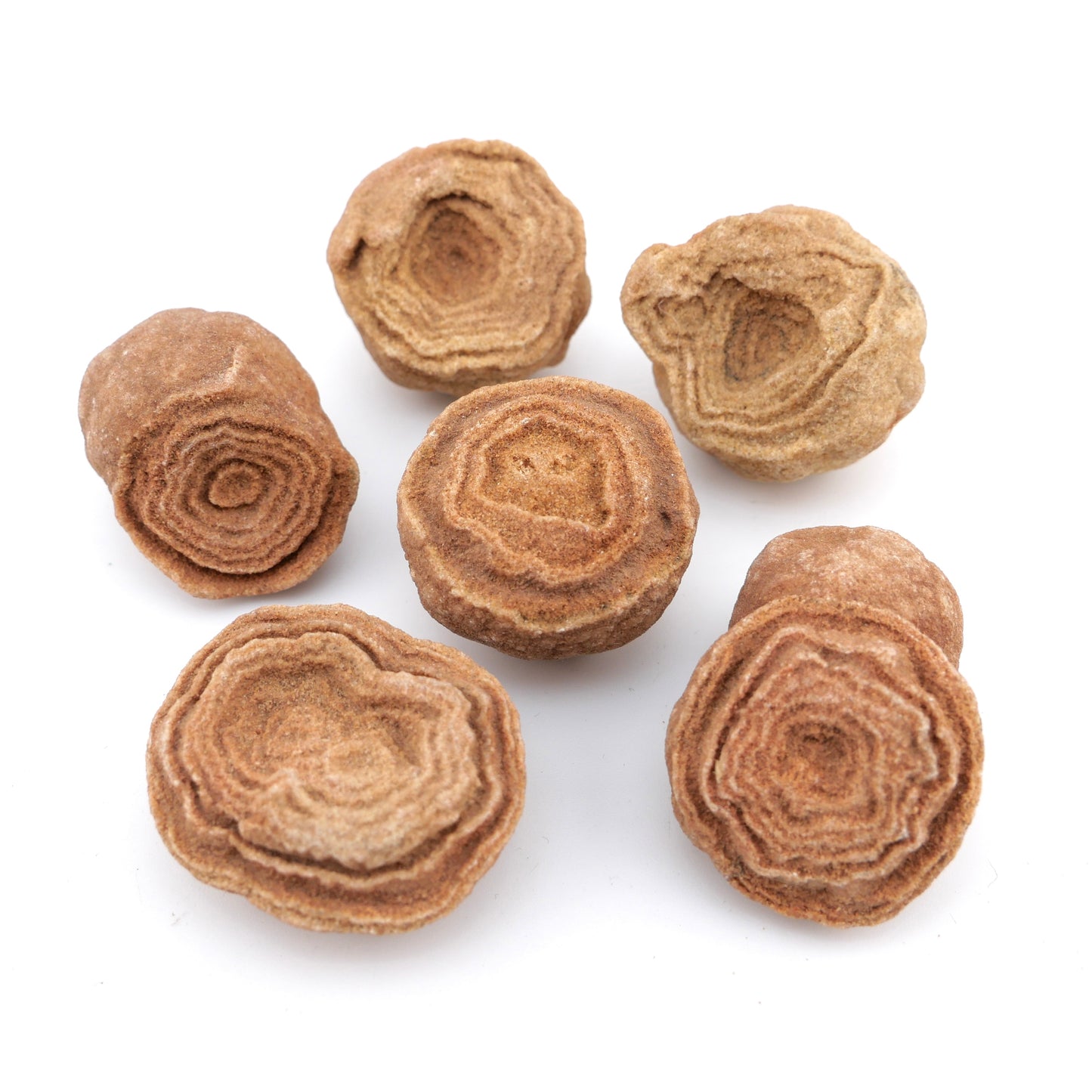 Stromatolite Fossil