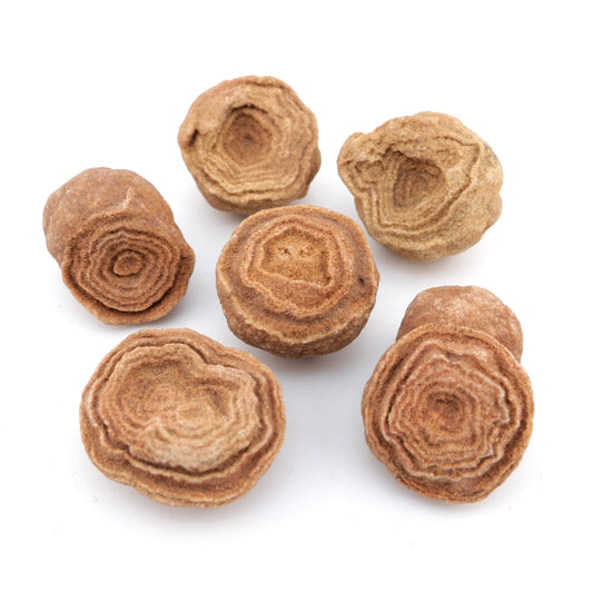 Stromatolite Fossil
